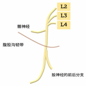 图 1.显示股神经在腹股沟韧带下穿行，以及更靠近腹股沟韧带的髂神经分支末端。