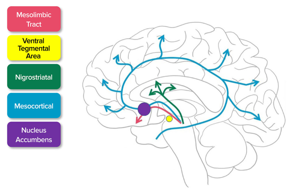 Figure 1. Release of Dopamine. Dopamine activates the mesolimbic, mesocortical tract, and nigrostriatal pathways. This pathway extends from ventral tegmental areas to the nucleus accumbens which is responsible for the euphoric feeling after using methamphetamine.<sup>7</sup><br /> Source: Adapted from SITNBoston. Haynes et al, 2018.<sup>7</sup><br /> <a href="https://sitn.hms.harvard.edu/flash/2018/dopamine-smartphones-battle-time/" target="_blank" rel="noopener">https://sitn.hms.harvard.edu/flash/2018/dopamine-smartphones-battle-time/</a><br /> Accessed April 16, 2021.